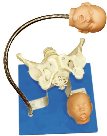 带有胎儿头的骨盆模型GD/F23 
