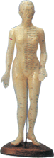 人体针灸模型(女性) 