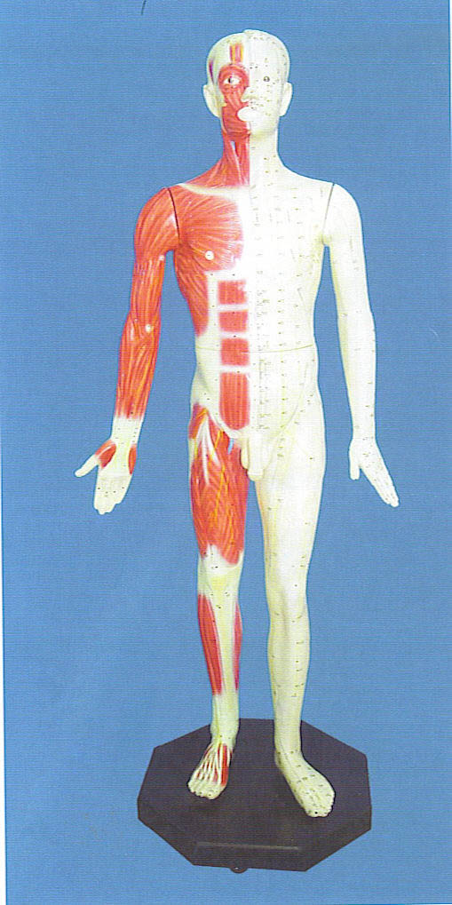 标准针灸穴位模型