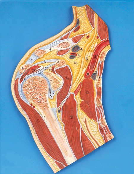 肩关节剖面模型A11202 