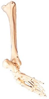 足骨、腓骨与胫骨模型A11132 
