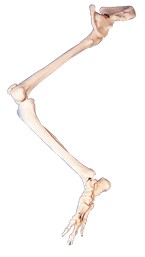 下肢骨连髋骨模型A11130 