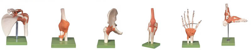 功能型肩关节、肘关节、髋关节、膝关节、手关节、脚关节模型A11209（1-6）