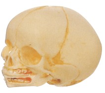 婴儿头颅骨模型A11115 