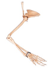 手臂骨、肩胛骨、锁骨模型A11123 