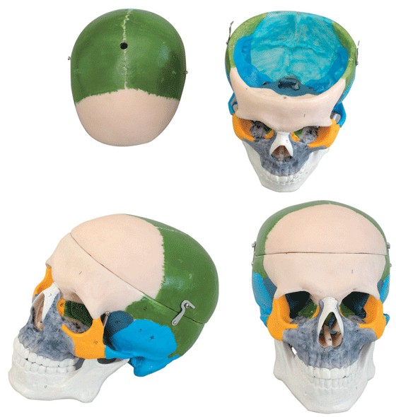 成人头颅骨骨性着色模型A11111/1 