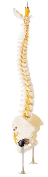 脊柱与骨盆模型A11104 