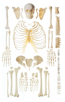 人体骨骼散骨模型(游离骨)A11103