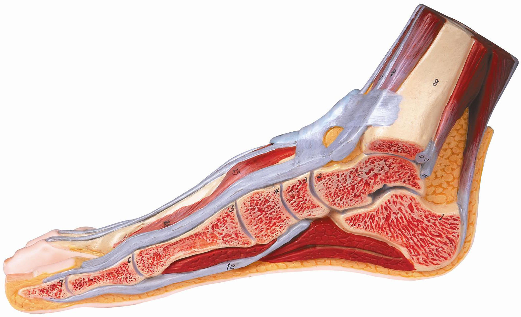 足解剖模型A11312 