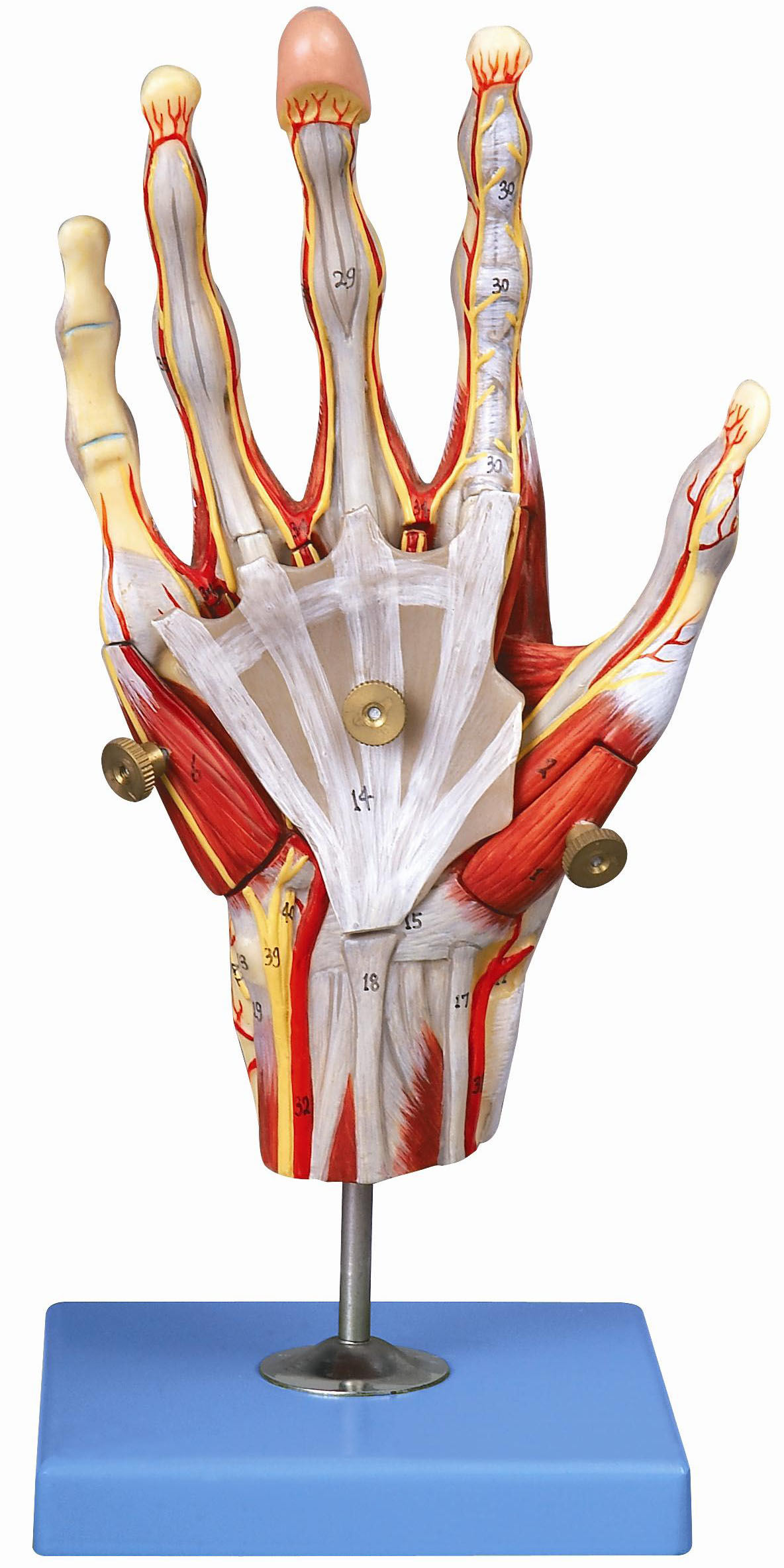 手肌附主要血管神经模型A11307 