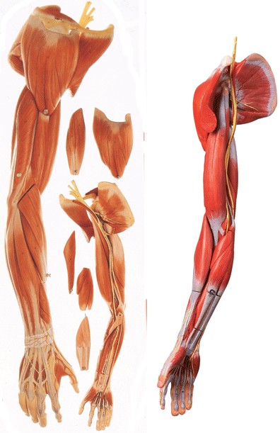 上肢肌肉附主要血管神经模型A11305 