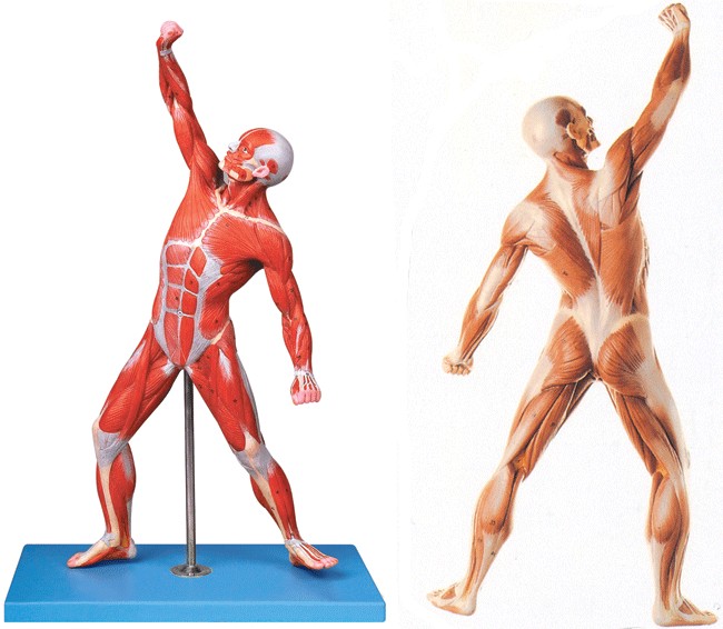 人体全身肌肉运动模型A11303 