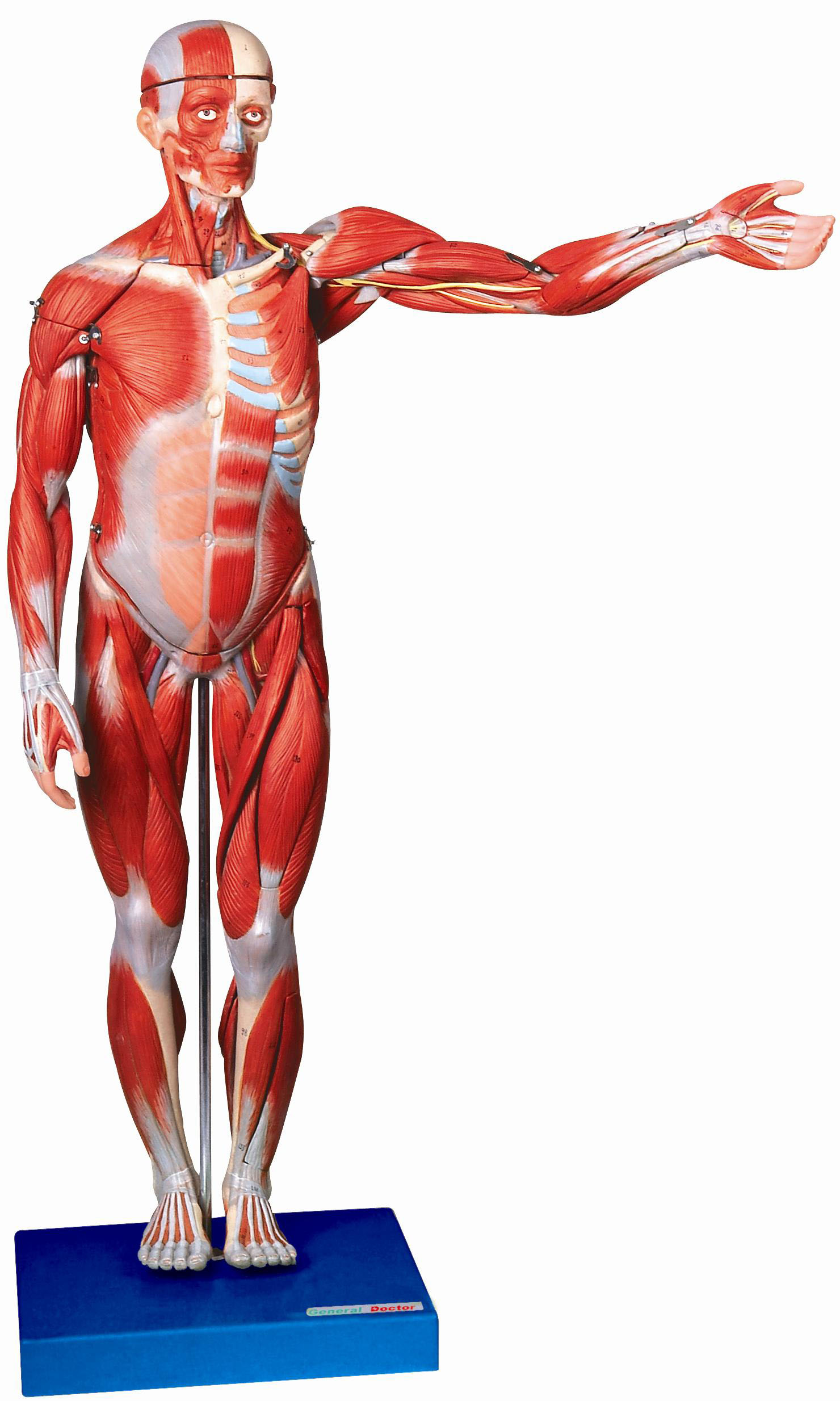 人体全身肌肉解剖模型（高78cm）A11302