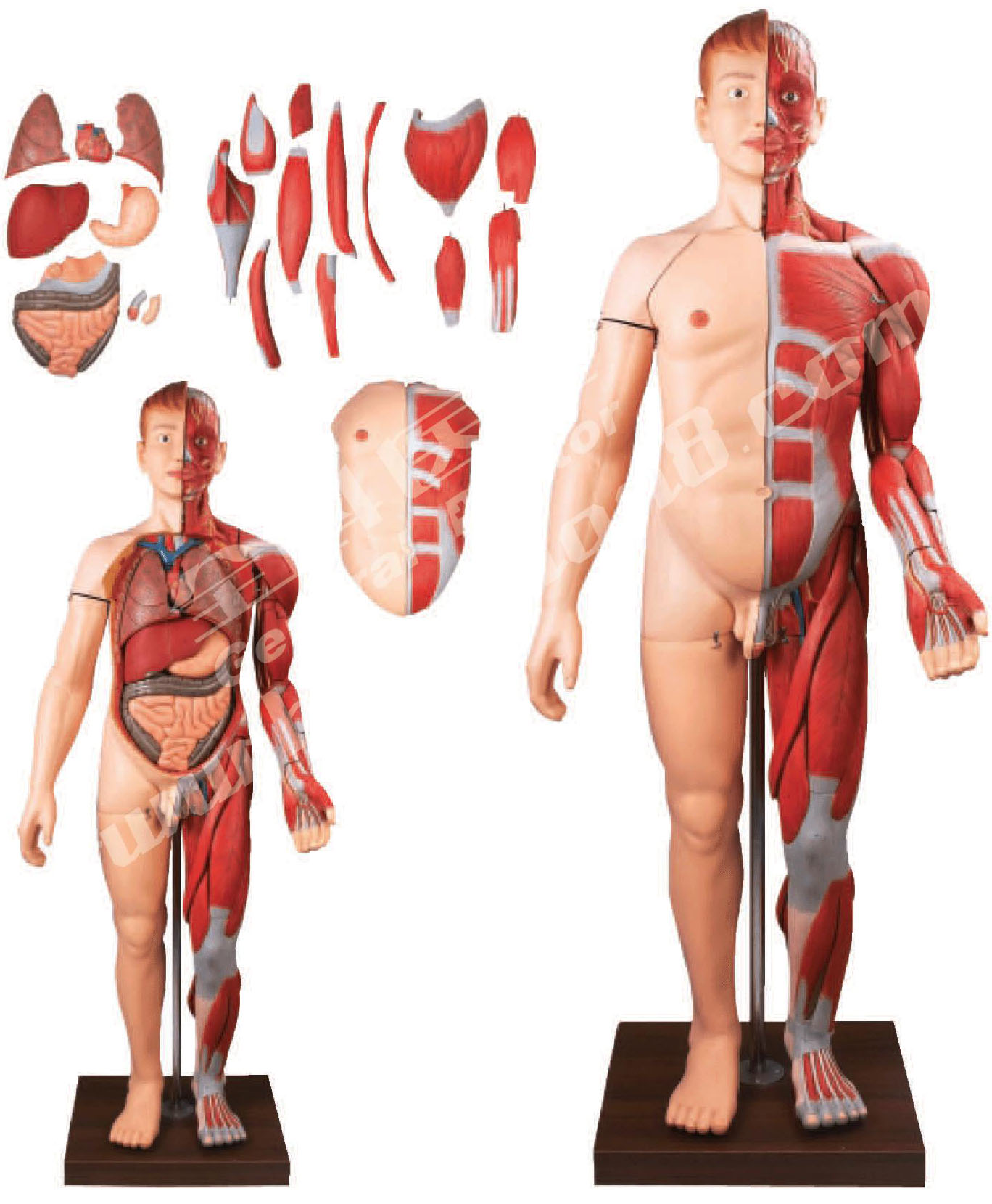 人体全身层次肌肉附内脏模型A10001 
