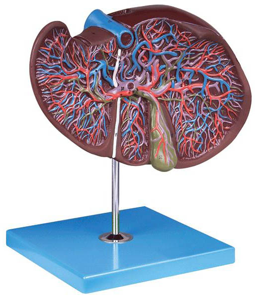 肝、胆囊放大模型A12009 