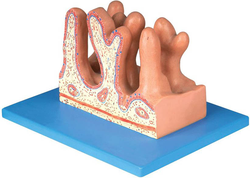 空肠内面放大模型A12005 
