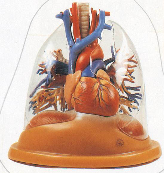 心脏与透明肺、气管、支气管树模型A13013 