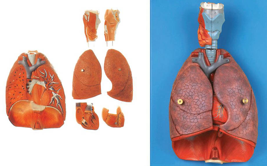 喉、心、肺模型A13012