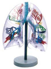 透明肺段模型A13009 