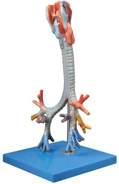 喉与气管、支气管树模型A13006 