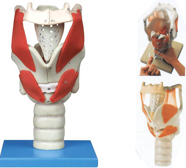 喉结构与功能放大模型A13005 