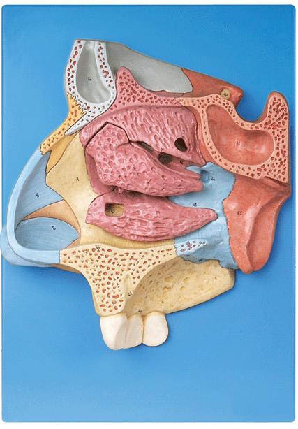 鼻腔放大模型A13002 