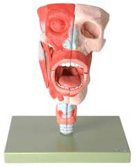 鼻、口、咽、喉腔模型A13001 