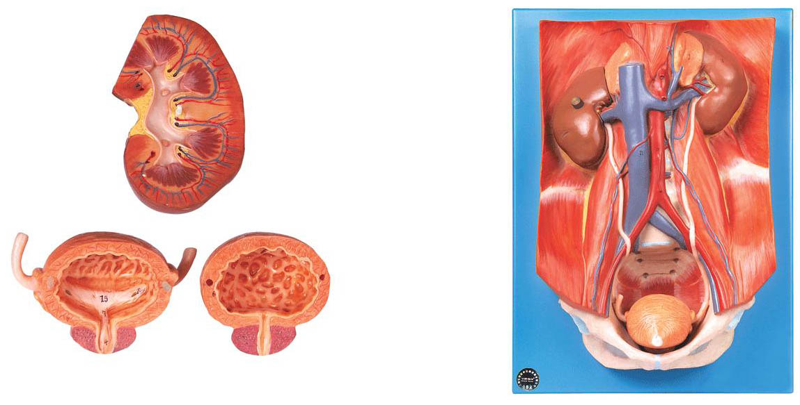 泌尿系统附腹后壁模型A14004