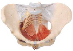 女性骨盆附盆底肌和神经模型A15106 