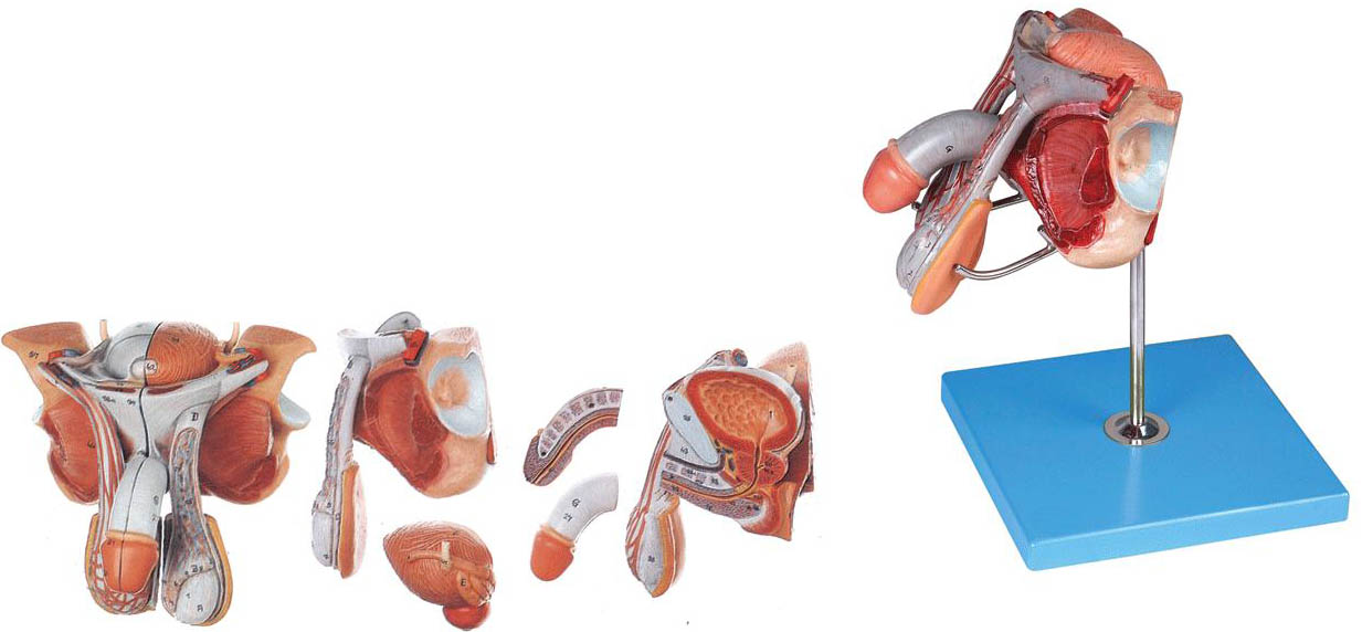 男性生殖器官结构模型A15102 