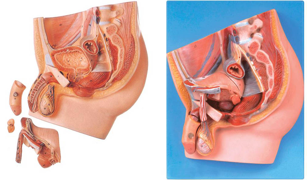 男性盆腔正中矢状切面模型A15101 
