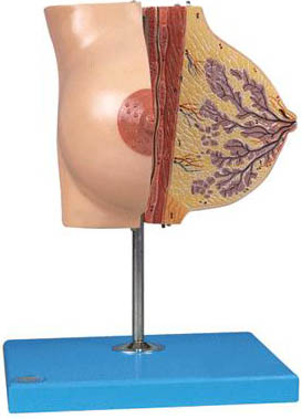 静止期女性乳房模型A15110 