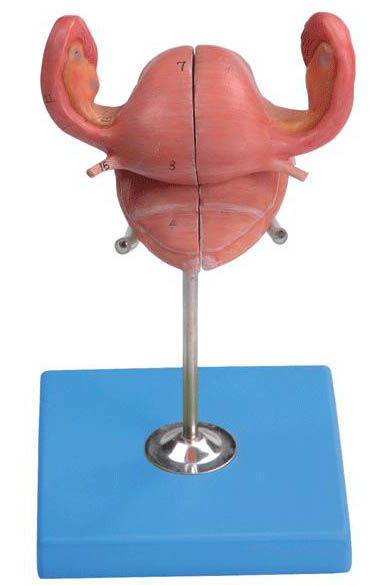子宫解剖模型A15109