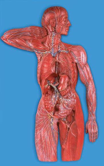 淋巴系统模型A16011