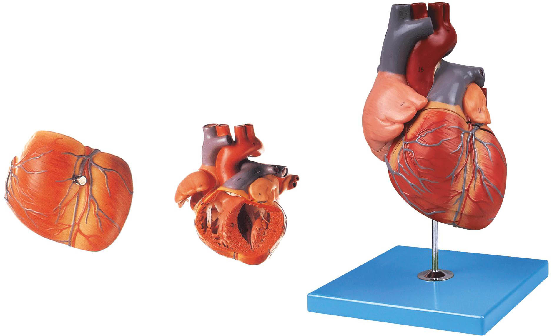 心脏解剖放大模型A16007 