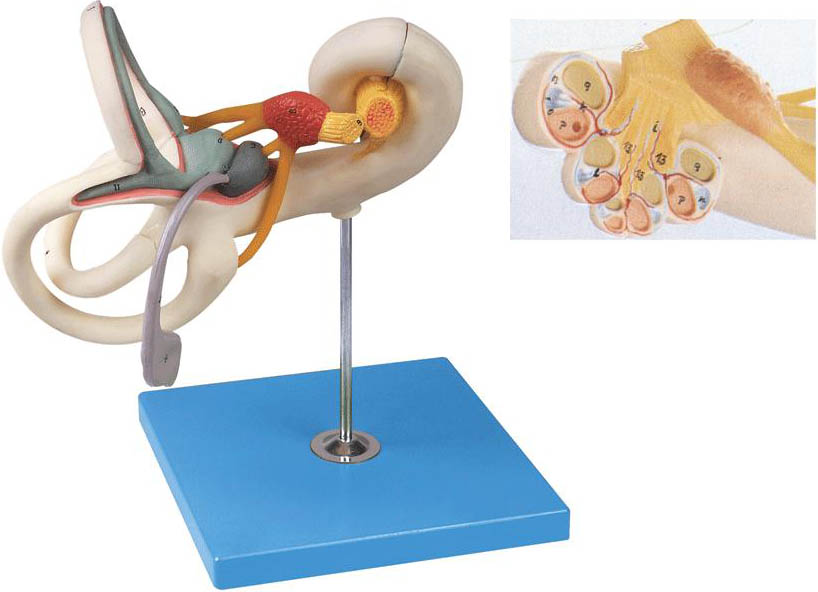内耳迷路放大模型A17205