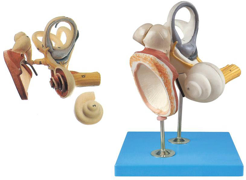 内耳、听小骨及鼓膜放大模型A17204 