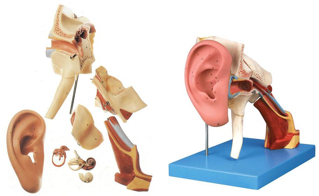 耳结构放大模型A17202