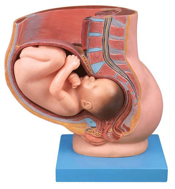 骨盆含妊娠九个月胎儿模型A42006 