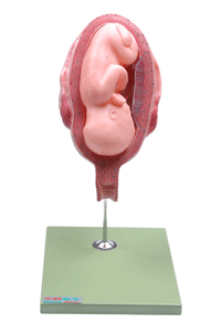 七个月胎儿模型A42005