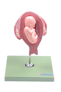 五个月胎儿模型A42005/5 
