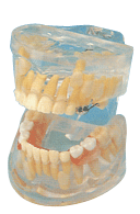 透明乳牙发育模型B10012 