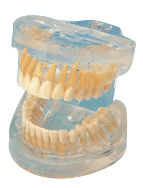 透明成人牙模型B10010 
