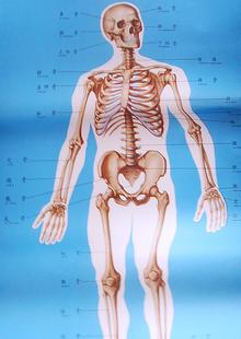 人体解剖挂图-局部解