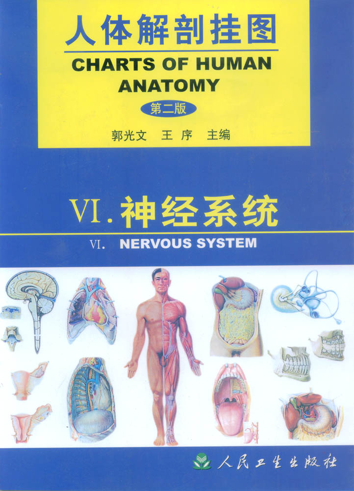人体解剖挂图-神经系统 