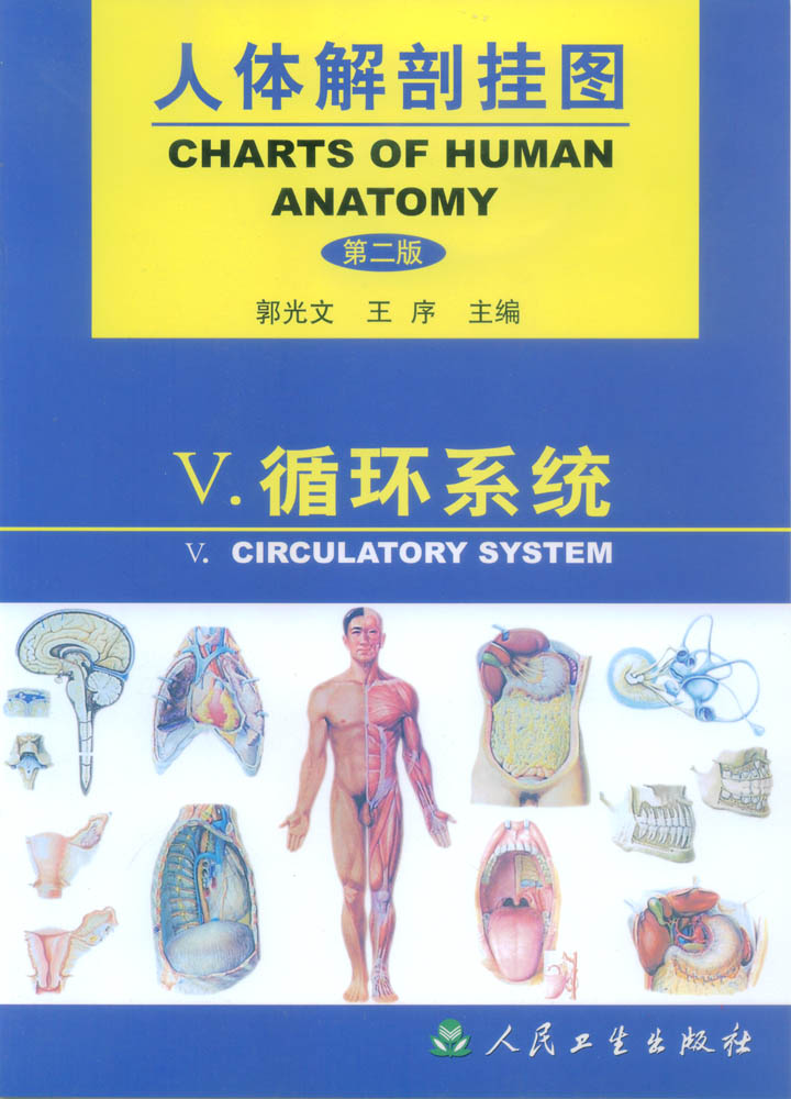 人体解剖挂图-循环系统 
