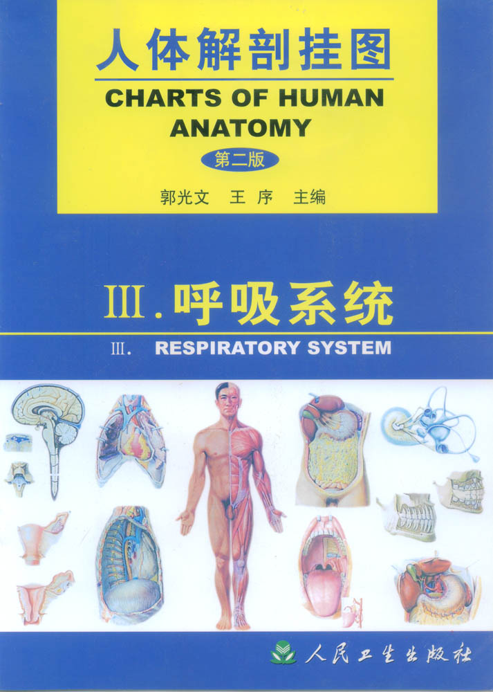 人体解剖挂图(呼吸系统) 