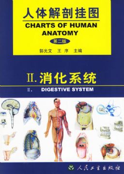 人体解剖挂图(消化系统) 