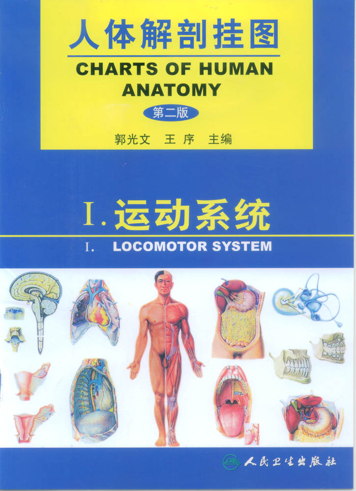 人体解剖挂图-运动系统 