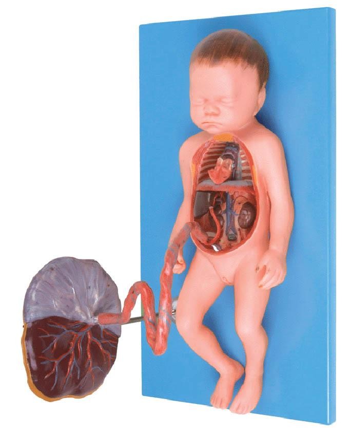 胎儿血液循环模型A42009 